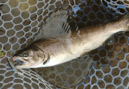 サクラマスは不発気味だったけど楽しめたフィッシングパーク高島の泉